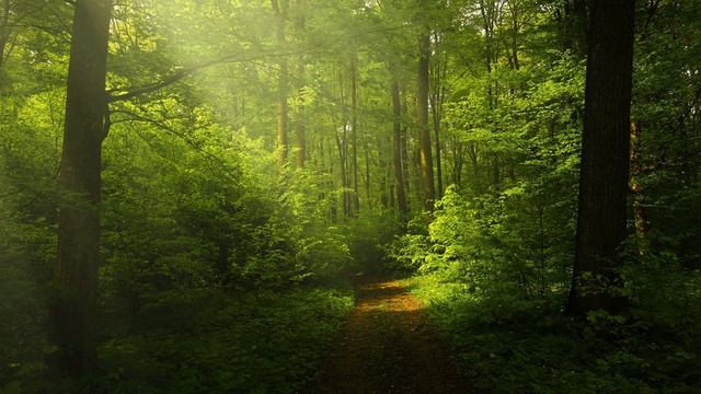 Stop and take a break Yoga Nidra Melt Stress смотреть онлайн