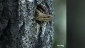 Вертишейка