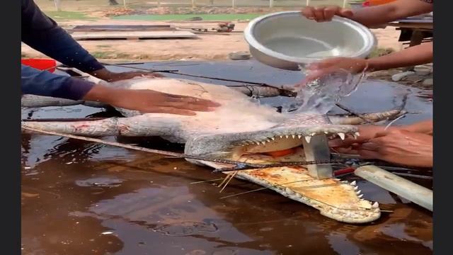 Шашлык из КРОКОДИЛА \Зажарить целого огромного крокодила, так вкусно 😋😋