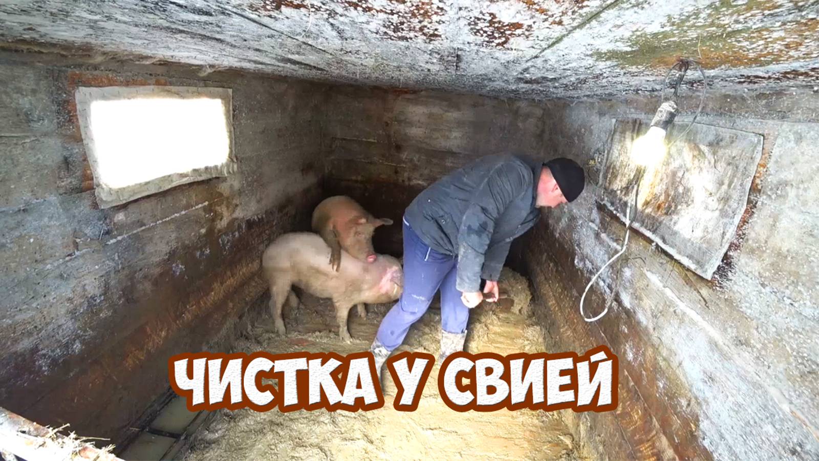 Чистка у свиней