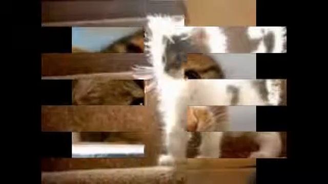 Самые милые котята))))) смотреть онлайн
