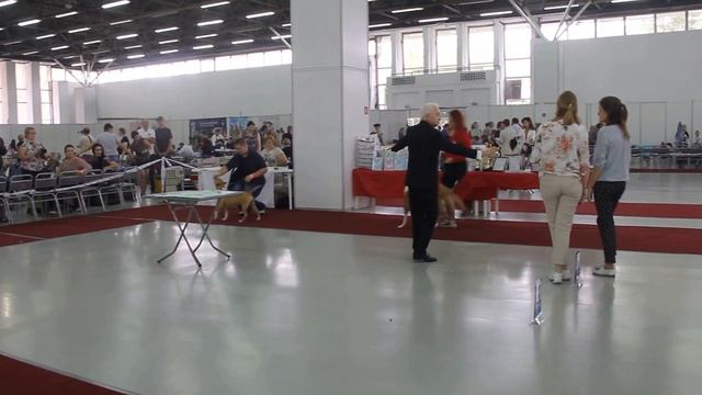 24-07-16 тюмень cacib юниорки смотреть онлайн