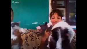 голос котов