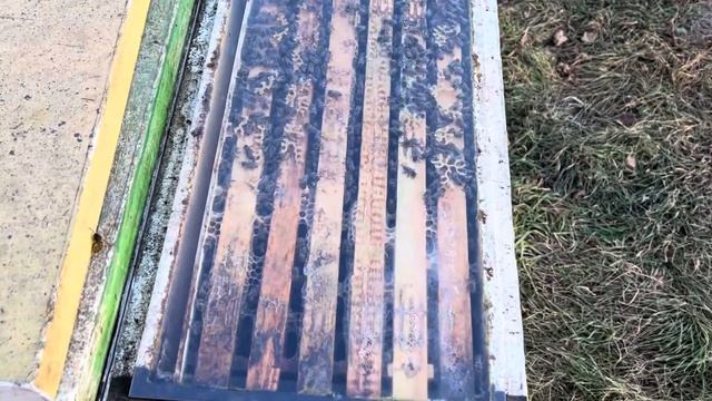 Пролив водной эмульсией амитраза контрольной группы пчелиных семей