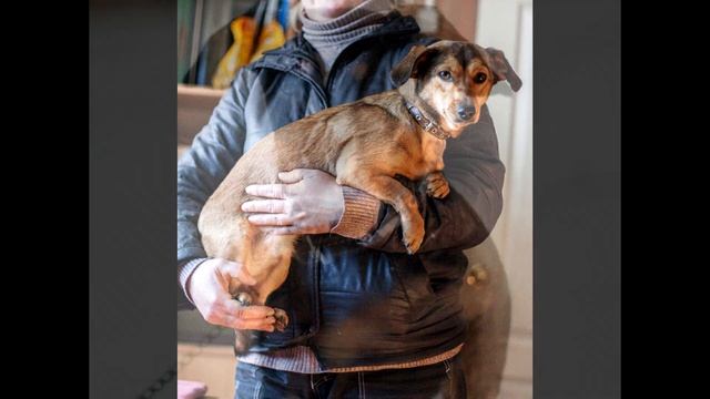 Два крошечных щенка оказались заперты в ловушку на обочине дороги смотреть онлайн