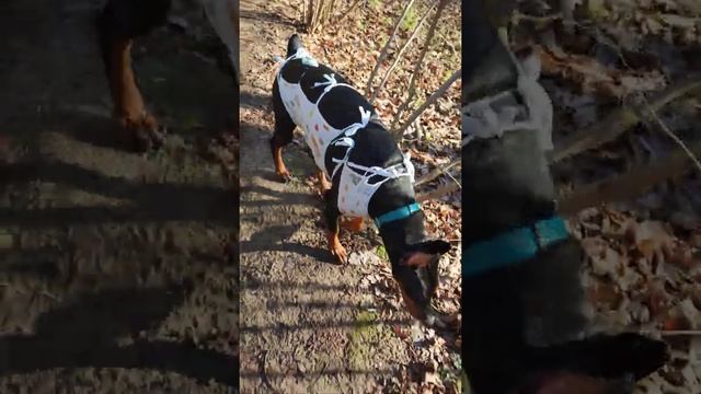 второй день, после Стерилизации смотреть онлайн