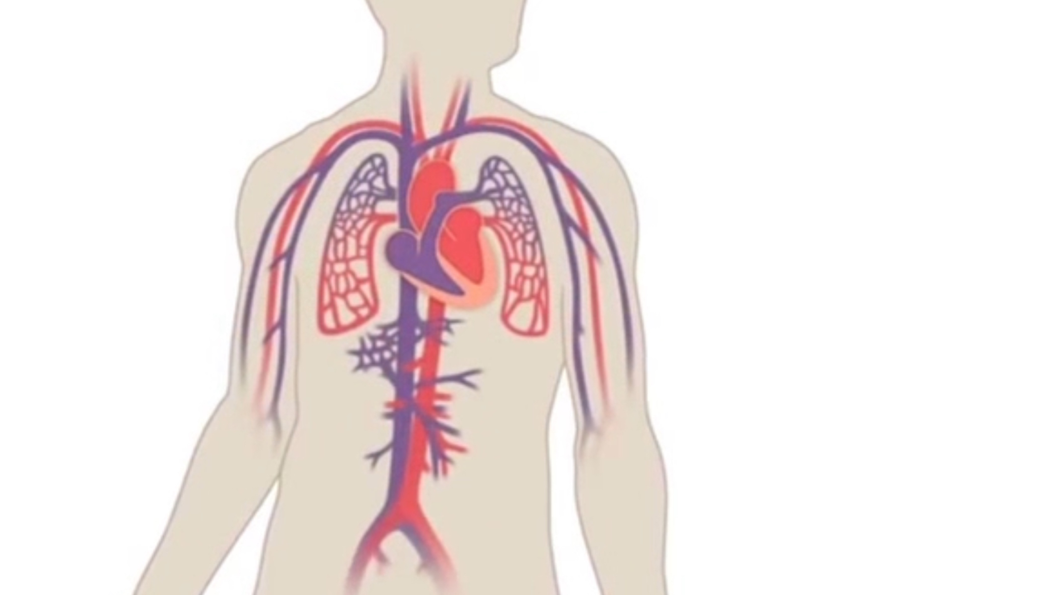 Ночной/контрастный режим Новухит для тренировки сосудов