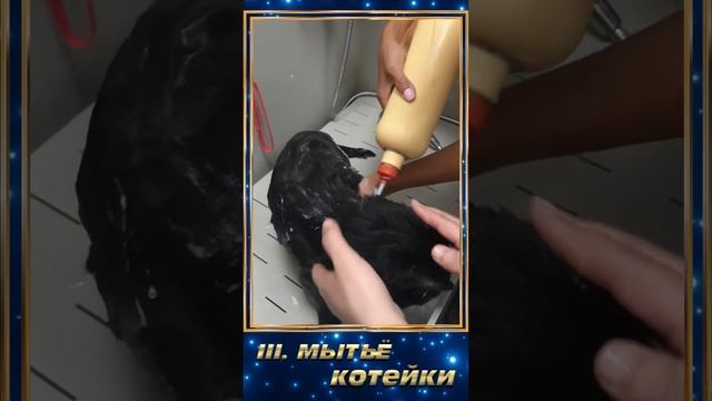 Экспресс-Линька- услуга для кошек