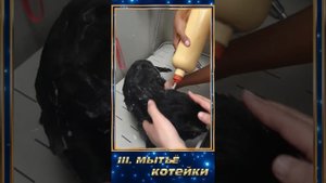 Экспресс-Линька- услуга для кошек