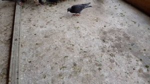 13.07.18. Какие должны быть Бакинцы?