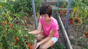 Рассказ о черри, мелкоплодных и кистевых сортах наших томатов. Последние дни августа 2022.