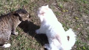 Коты ругаются матом друг на друга😂