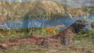 Комодский варан.Звуки и фотографии комодского варана