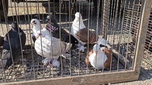 Голуби цены Птичий рынок г Прохладный