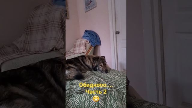 Варежка обиделась...