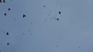 Любовь и голуби Петровича Love and the doves of Petrovich