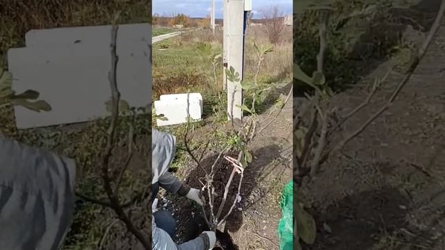 Сажаем ИНЖИР дружно #домнаюге #сад #инжир #собака #деревенскаяжизнь #огород #дача #станица #horse