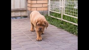 Щенки Бордоского Дога ( Bordeaux mastiff puppies)