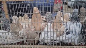 Голуби цены Птичий рынок г Пятигорск -ч1