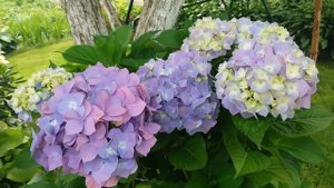 Сад в конце июля красуется ЛИЛИЯМИ