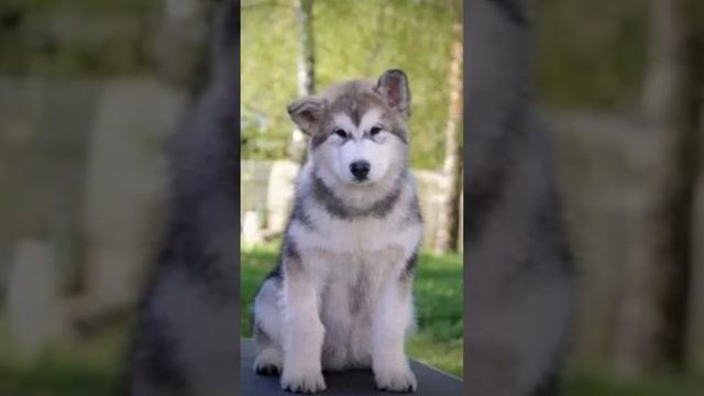 Маламут. Прекрасные Маламуты.Собаки.Щенки. Красивые фото. Собака друг человека. смотреть онлайн