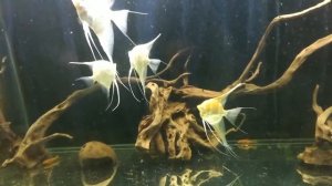 Скалярия дантум альбино в общем аквариуме