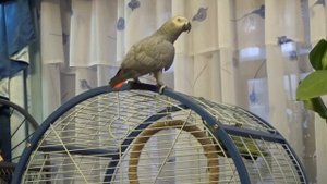 Попугай ЖАКО - громко мяучит