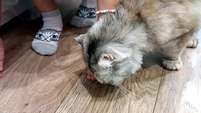 Говорящие коты Кошка выбирает украшения Анюте Колибри арт Colibri art смотреть онлайн