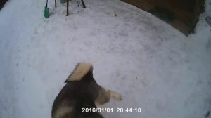 Рэм. Шведская лосиная лайка ( Jamthund)   февраль 2022 г. Добыл с ним лося в возрасте 8.5 мес.