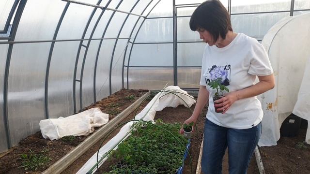 #4 Переехали в теплицу. Как уберечь рассаду от заморозков? Про подсветку, первые подкормки. 30.03.24 смотреть онлайн