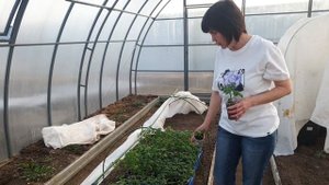 #4 Переехали в теплицу. Как уберечь рассаду от заморозков? Про подсветку, первые подкормки. 30.03.24