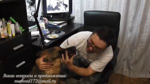 визуальный осмотр собаки