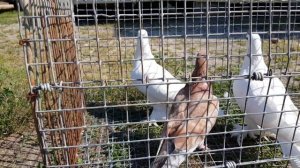 04.08.19. Птичий рынок г Прохладный ч2. Bird Market Mr. Cool ch2.