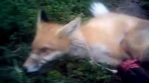 поймали лису