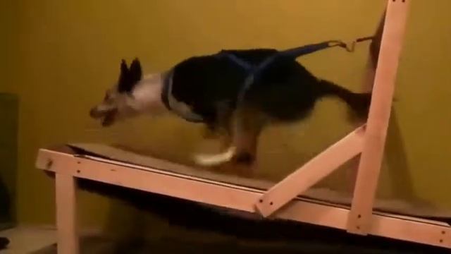 СМЕШНОЕ ВИДЕО ТАНЦЫ СОБАКИ НЕВОЗМОЖНО смотреть онлайн