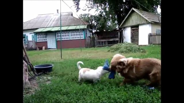 Смешные животные смотреть онлайн