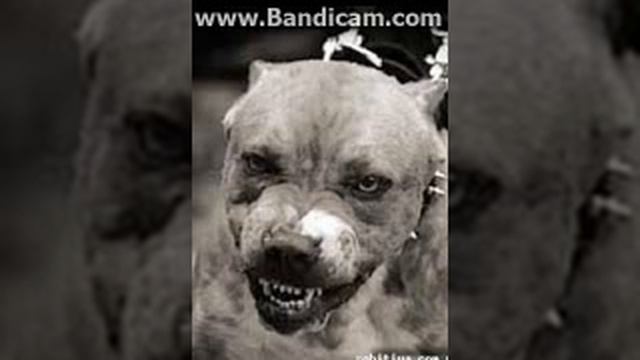 Топ 5 самых опасных собак в мире смотреть онлайн