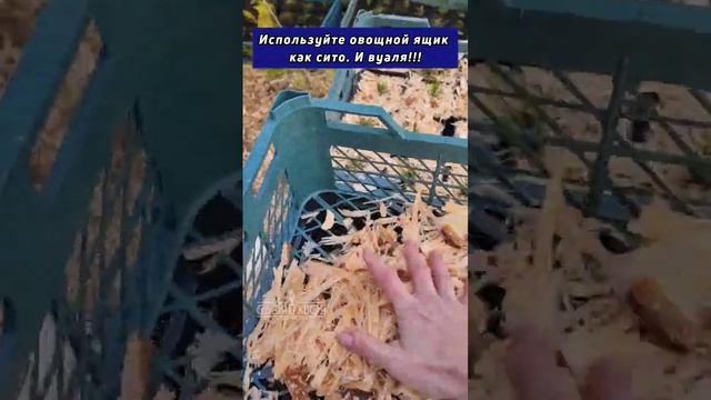 мульчируем горную сосну