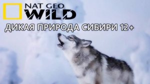 Nat Geo Wild Дикая природа Сибири 12+