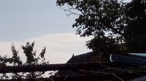 14.05.19. Голуби не спят и хищники тоже.  Pigeons do not sleep and predators too.