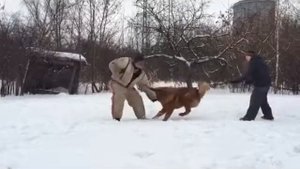 Тибетский мастиф
