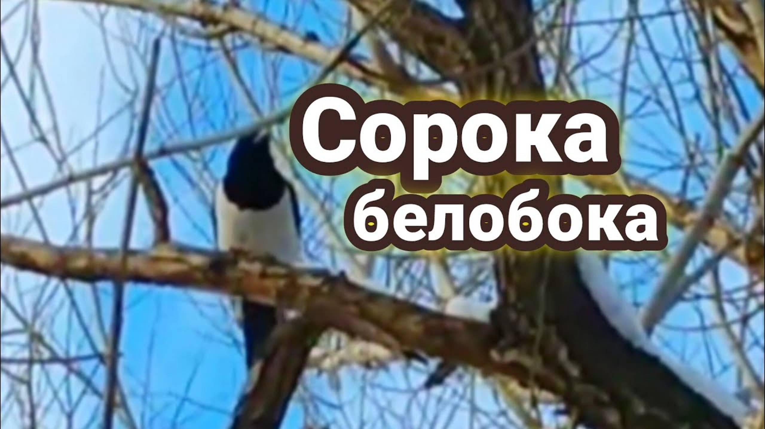 СОРОКА белобока