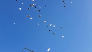 18.01.19. Голуби поднялись и сразу  упали.