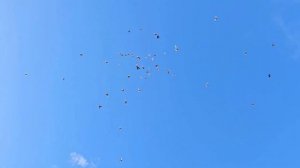 Голуби  никакой дисциплины ( Не летят)