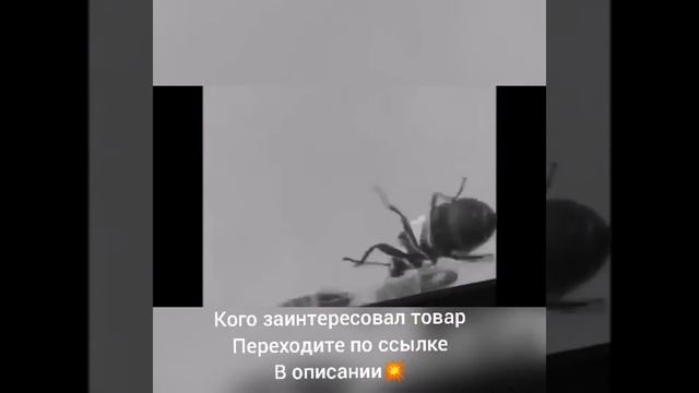 PEST REJECT В РОЗЕТКУИ ИЗБАВЬТЕСЬ ОТ ВРЕДИТЕЛЕЙ РАЗ И НАВСЕГДА! смотреть онлайн