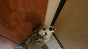 Щенок хаски воет