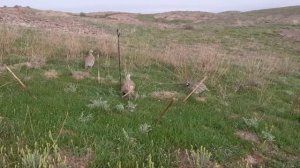 Шикори Кабк Keklik avi Partridge hunting tuzakla Охота на куропатка Kabk shikar شکار کبک Chukar avi