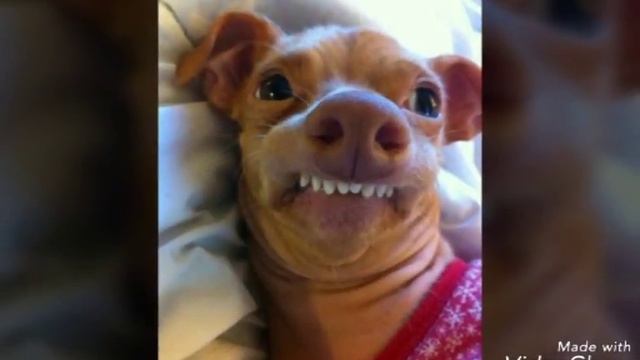 Топ-7 смешных и милых щенков смотреть онлайн