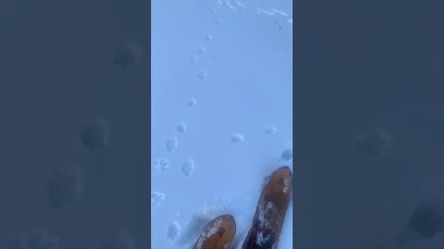Следы животных на Начикинском озере. Кругозор. Экология Камчатки.