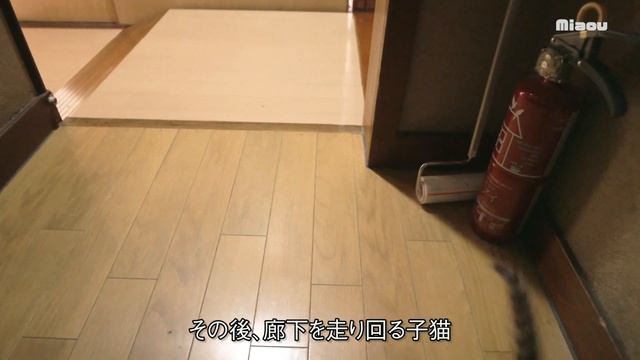18日目 ちょっかい出しすぎて怒られた子猫 【瀬戸のここ日記】